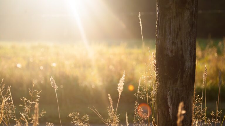 Photo Sunny day