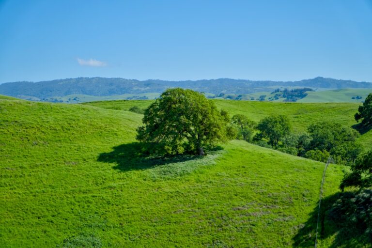 Photo Green fields